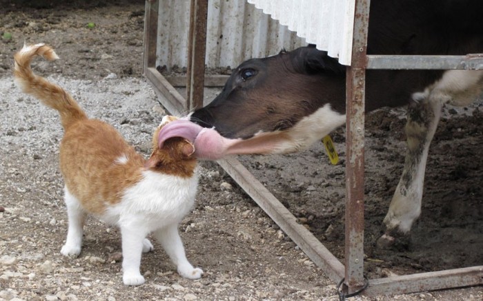 cow-lick-cat_2255820k.jpg