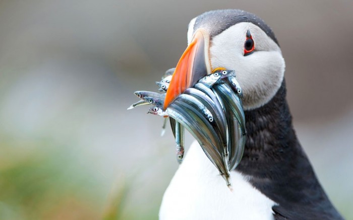 puffin-fish_2253709k.jpg