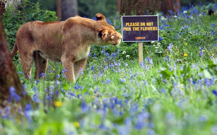 lion-bluebells_2226508k.jpg