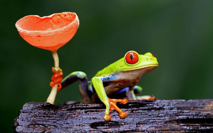 tree-frog_2236395k.jpg