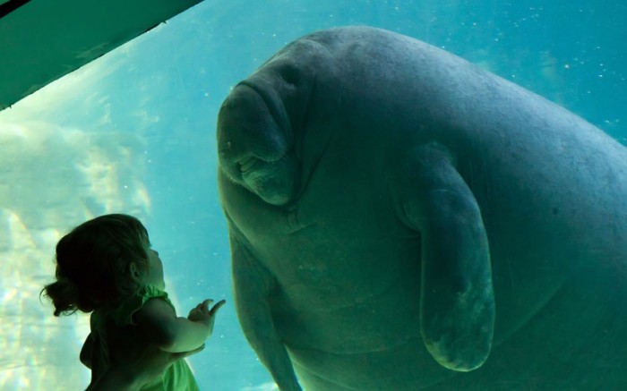manatee-little-gir_2236326k.jpg