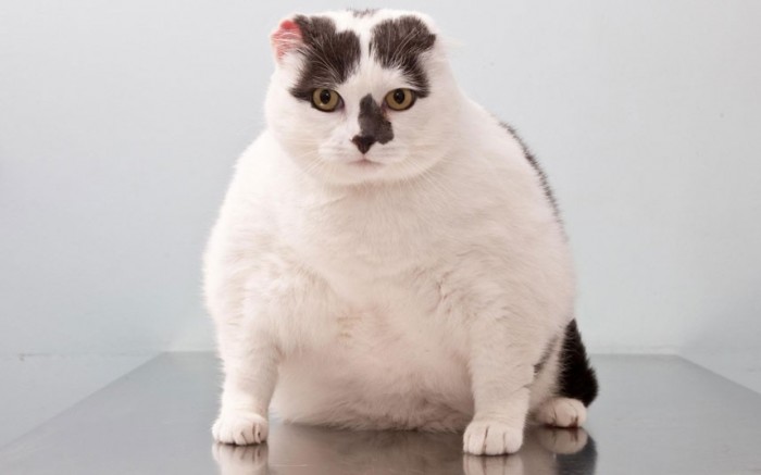 fifi-bottomley-cat_2180458k.jpg