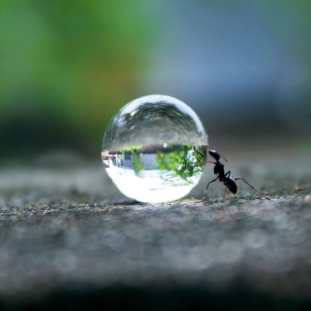 ant-water-drop_2153832i.jpg