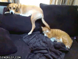 funny-gifs-dog-slapping-cat-with-tail.gif