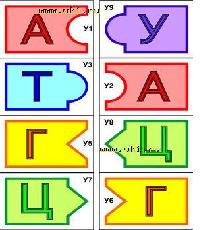 днк1.JPG
