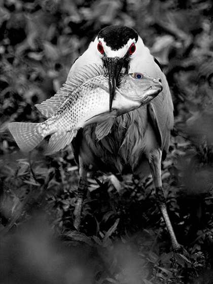 1305561152_hungry-birds-12.jpg