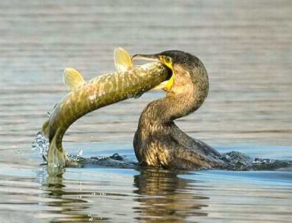 1305561168_hungry-birds-5.jpg