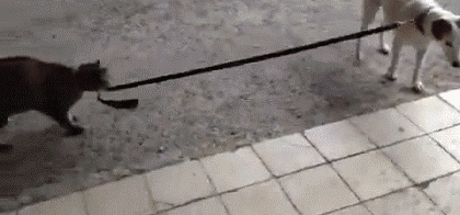 ea38c33f0f39cd0511752500c7c1189b.gif
