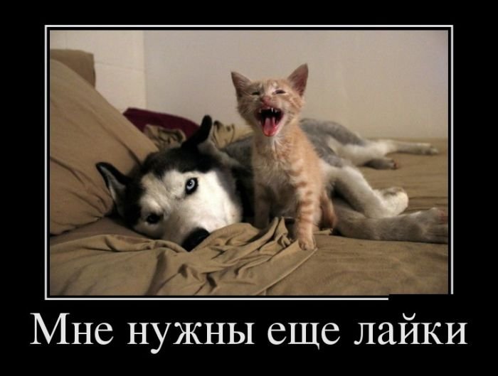 1367082713_demotivators_14.jpg