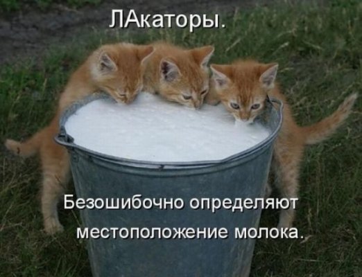 51876f126f781.jpg