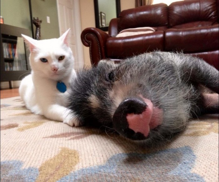 1365595020_1365538065_funny_animals_20130409_02623_023.jpg