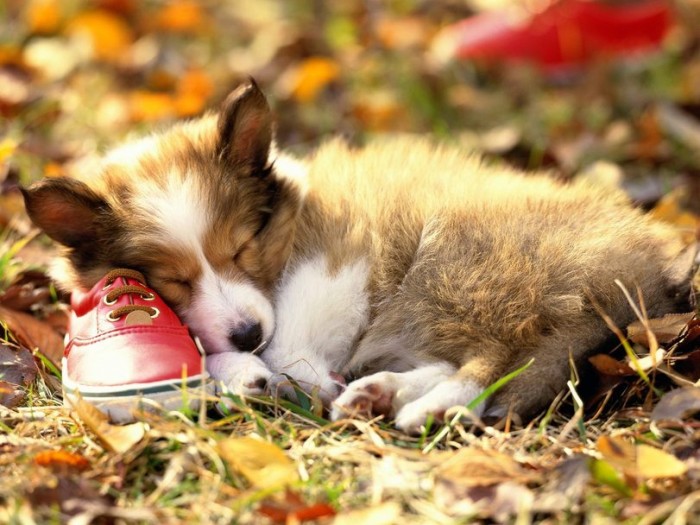 welsh-corgi-Pembroke-собака-милота-695836.jpeg