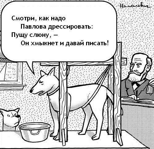 собака-павлов-550029.jpeg