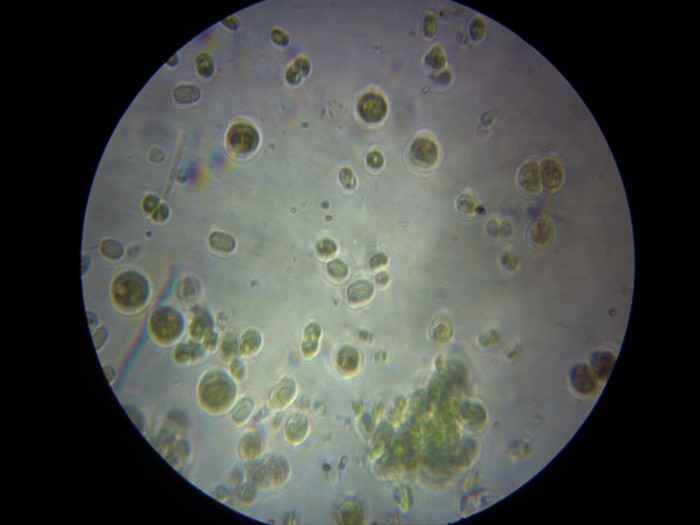 IMAG0018.JPG