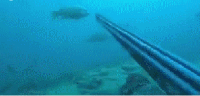 гифки-подводная-охота-360502.gif