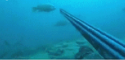гифки-подводная-охота-360502.gif