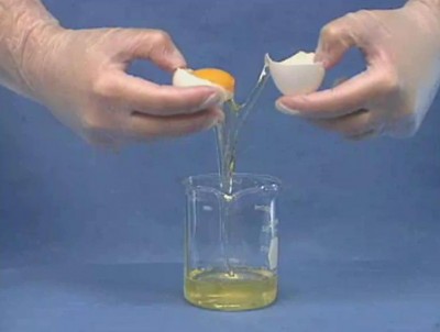Denaturation-of-Protein-by-Strong-Acid-1.JPG
