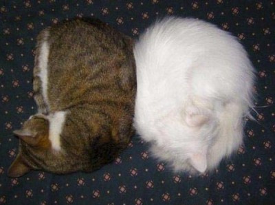 Cats.JPG