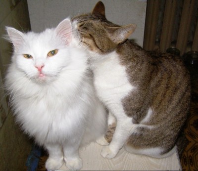 Cats-1.JPG