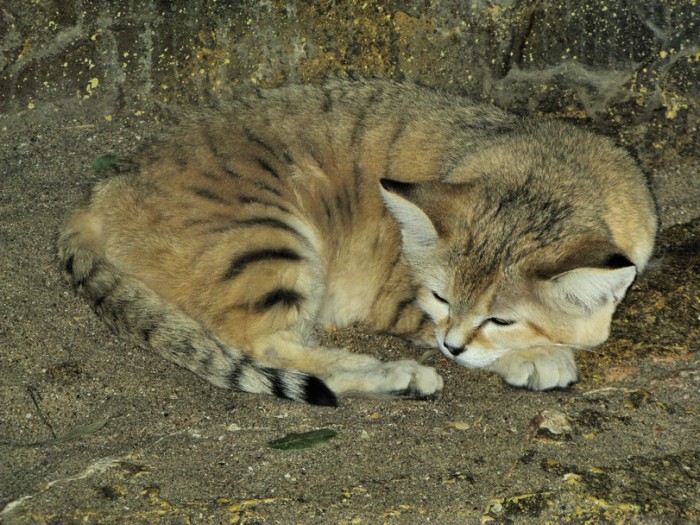 барханный-кот.jpeg