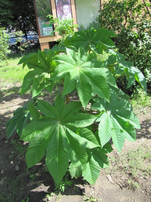 Ricinus_communis-3[1].jpg