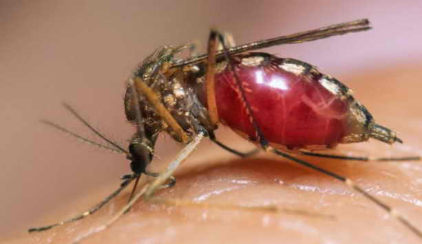 mosquitos.jpg