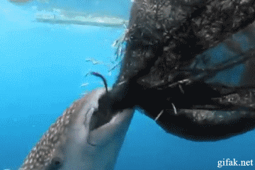 598037.gif