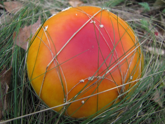 Amanita-138[1].jpg