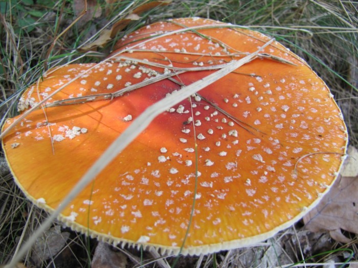 Amanita-147[1].jpg