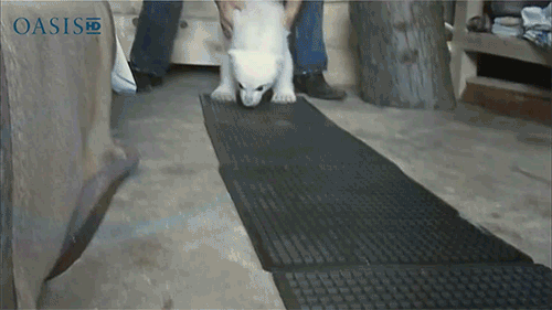 Белый-медведь.gif