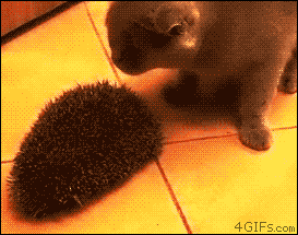376144.gif