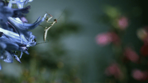 хамелеон-богомол.gif