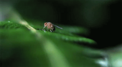 насекомые.gif