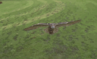 Сова-769247.gif
