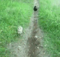 кот-Сова-629340.gif