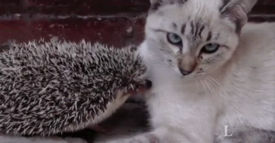 ежик.gif