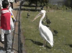 голубь и пеликан.gif