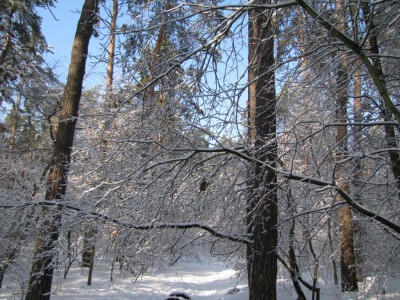 Forest-037.jpg