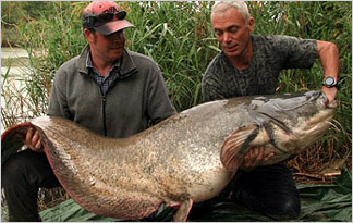 Wels-catfish.jpg