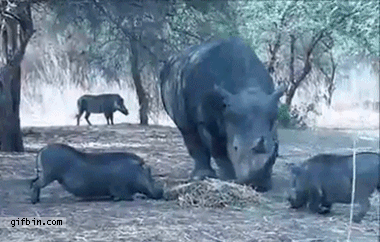 носороги.gif