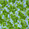 Chloroplasts_WikimediaCommons_KristianPeters_ccasa.jpg