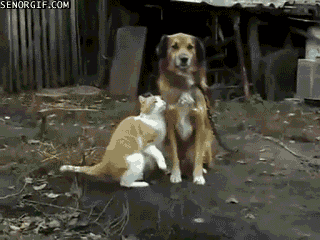 кот .gif