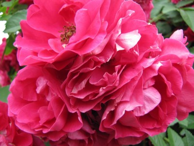 rose 009.jpg