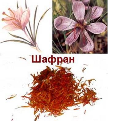 шафран.JPG