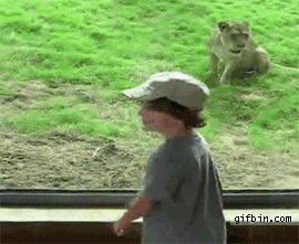 picture-49041.gif