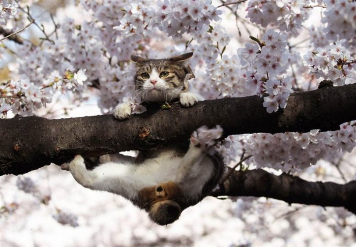 кот-44813.jpeg