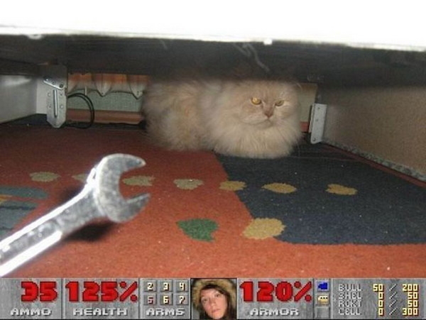 кот-wolf-3d-34236.jpeg
