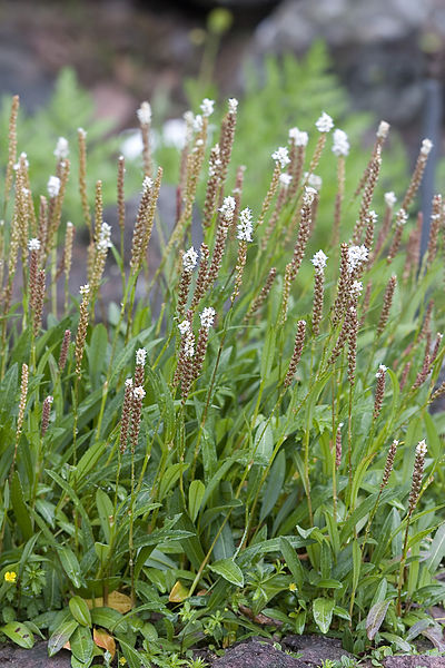 400px-Polygonum.viviparum.7661.jpg