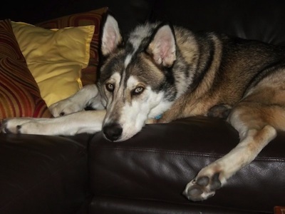 TimberWolfWolfHybridEasternCanadianTimberWolvesTykoda8.jpg