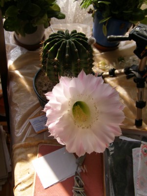 cactus-7.JPG